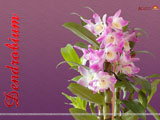 Dendrobium Wallpaper