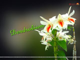 Dendrobium Wallpaper