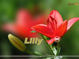 Lilly Wallpaper
