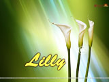 Lilly Wallpaper