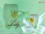 Lilly Wallpaper