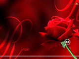 Rose Wallpaper