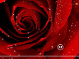 Rose Wallpaper