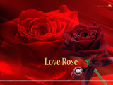Rose Wallpaper