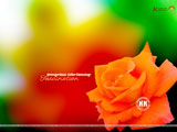 Rose Wallpaper