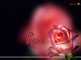 Rose Wallpaper