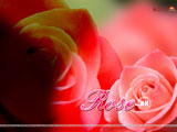Rose Wallpaper