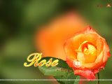 Rose Wallpaper