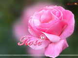 Rose Wallpaper