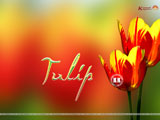 Tulip Wallpaper