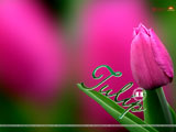 Tulip Wallpaper
