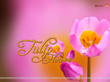 Tulip Wallpaper