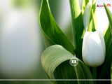 Tulip Wallpaper