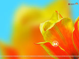 Tulip Wallpaper