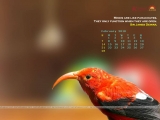 calendar Wallpaper