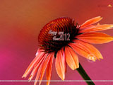 Newyear Wallpaper